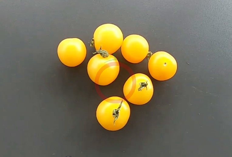 Galina DER TOMATENFLÜSTERER