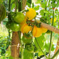 Galina DER TOMATENFLÜSTERER