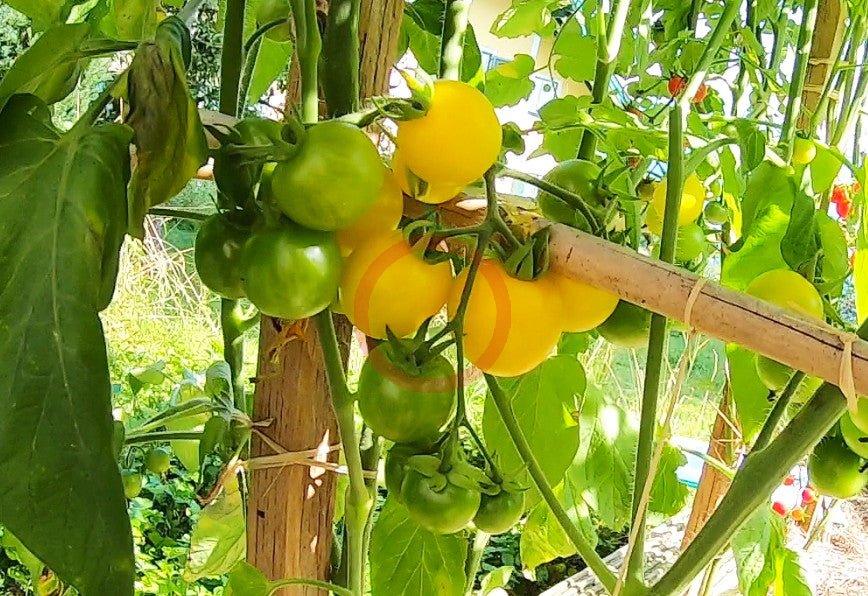 Galina DER TOMATENFLÜSTERER