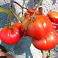 Gary`s Beauty DER TOMATENFLÜSTERER