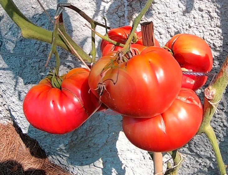 Gary`s Beauty DER TOMATENFLÜSTERER