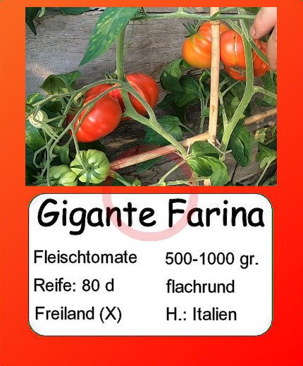 Gigante Farina DER TOMATENFLÜSTERER