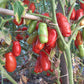 Gigolo DER TOMATENFLÜSTERER