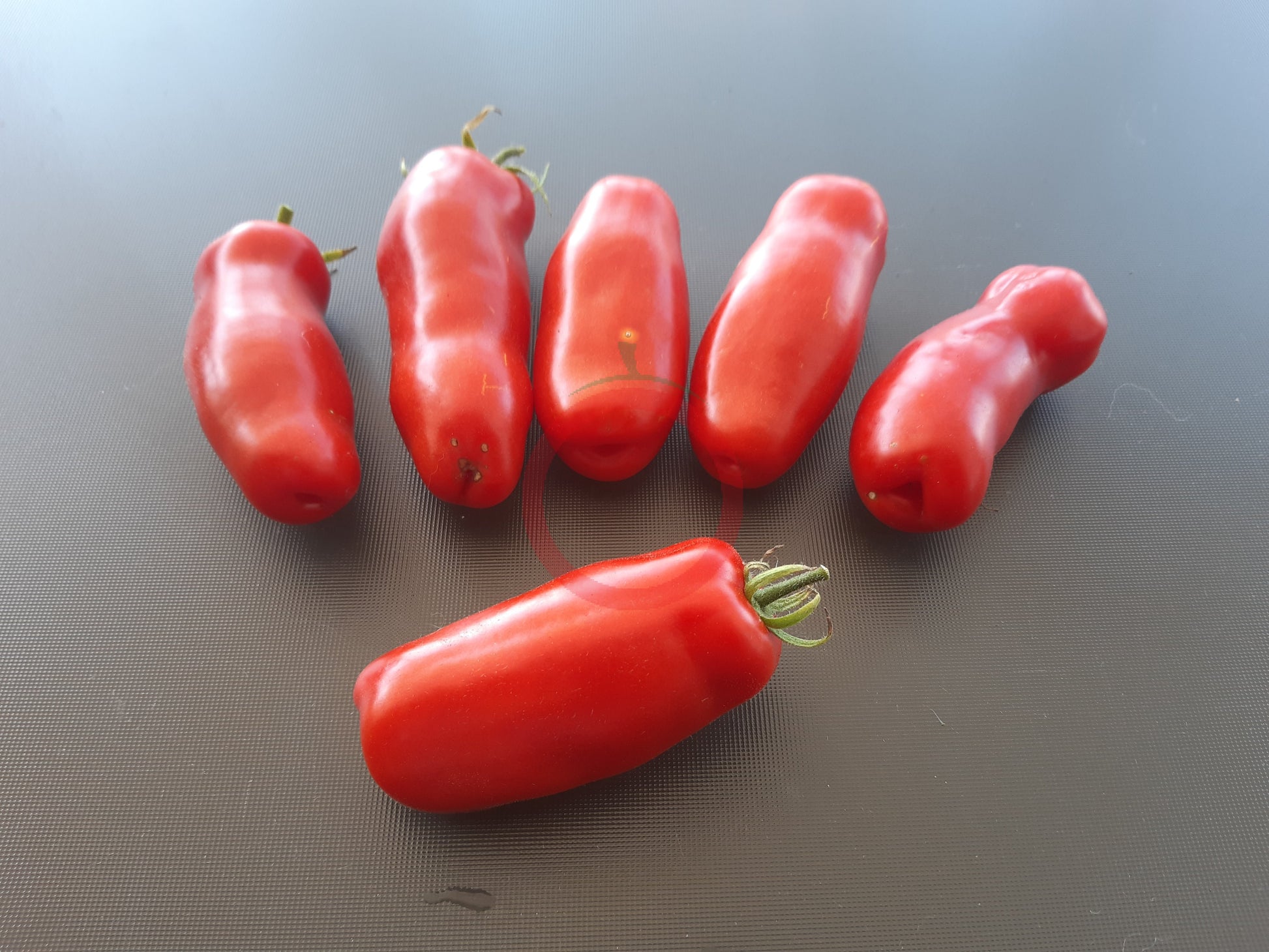 Gigolo DER TOMATENFLÜSTERER