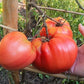 Giorgio DER TOMATENFLÜSTERER