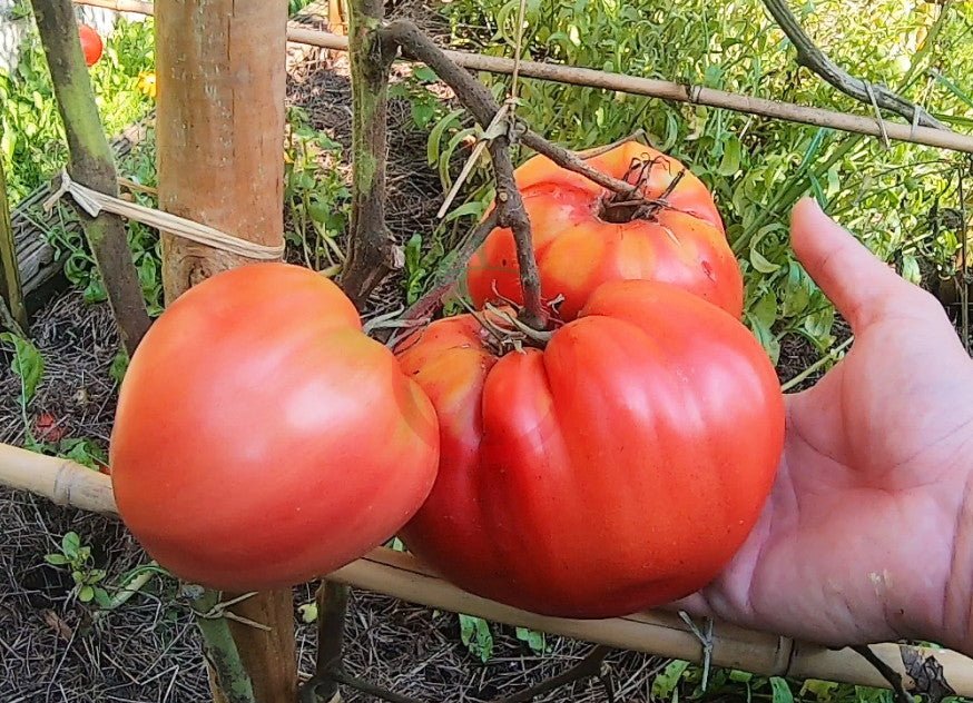 Giorgio DER TOMATENFLÜSTERER
