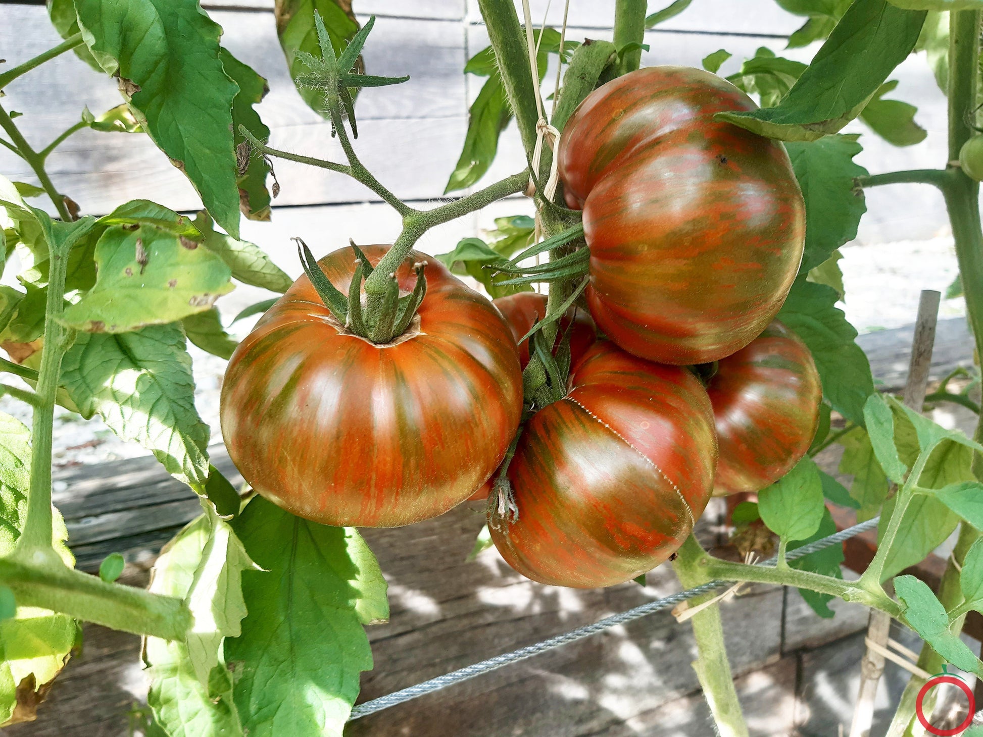 Girl Girls Weird Thing DER TOMATENFLÜSTERER