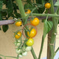 Gobstopper DER TOMATENFLÜSTERER