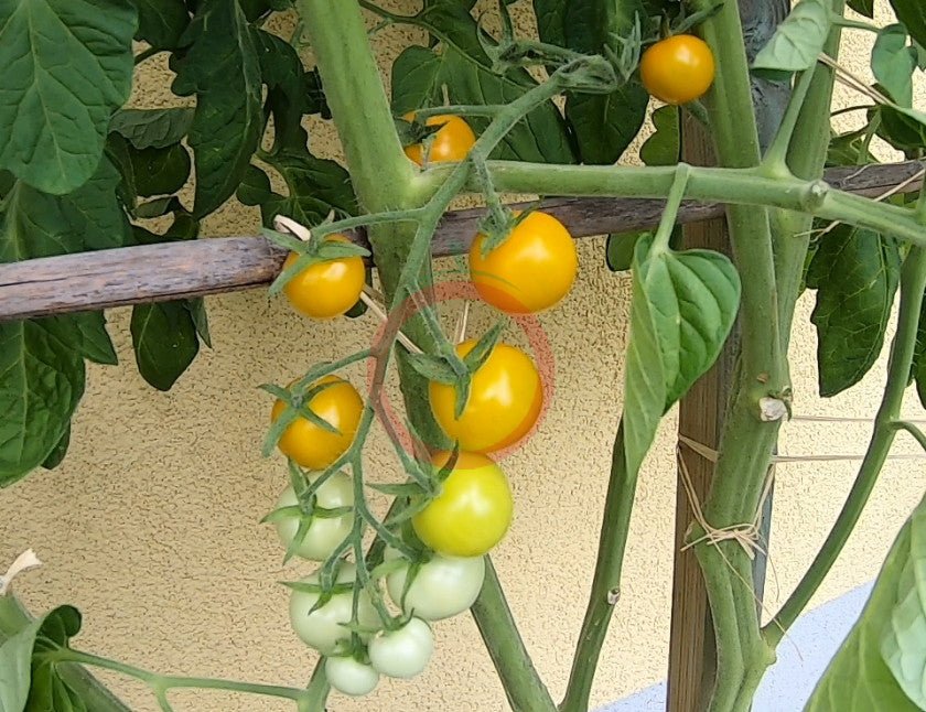 Gobstopper DER TOMATENFLÜSTERER