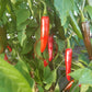 Gochugaru DER TOMATENFLÜSTERER