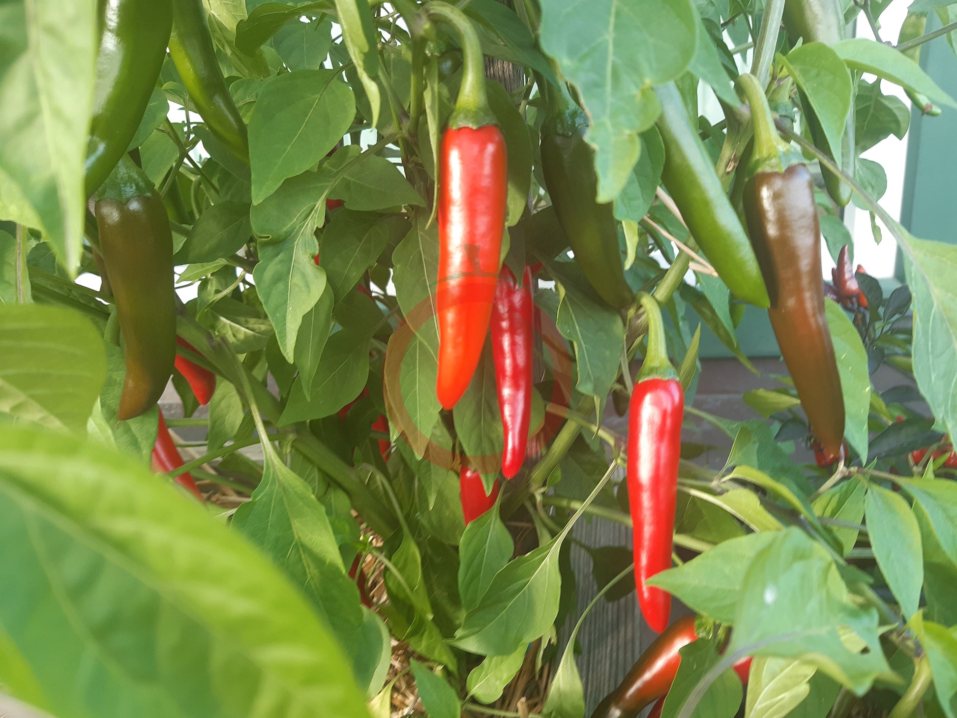 Gochugaru DER TOMATENFLÜSTERER