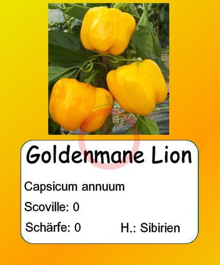 Goldenmane Lion DER TOMATENFLÜSTERER