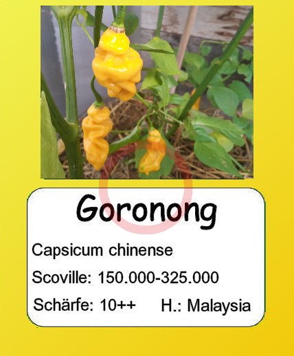 Goronong DER TOMATENFLÜSTERER