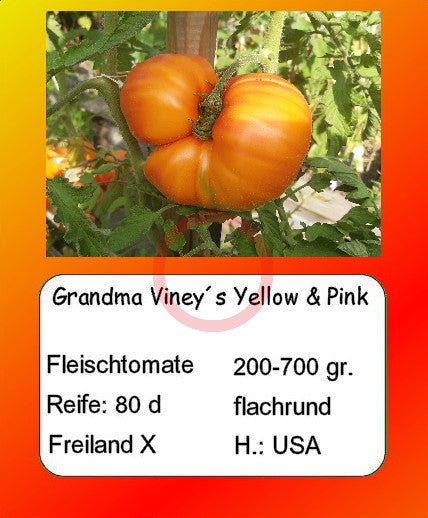 Grandma Viney´s Yellow & Pink DER TOMATENFLÜSTERER