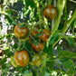 Green Bumble Bee DER TOMATENFLÜSTERER