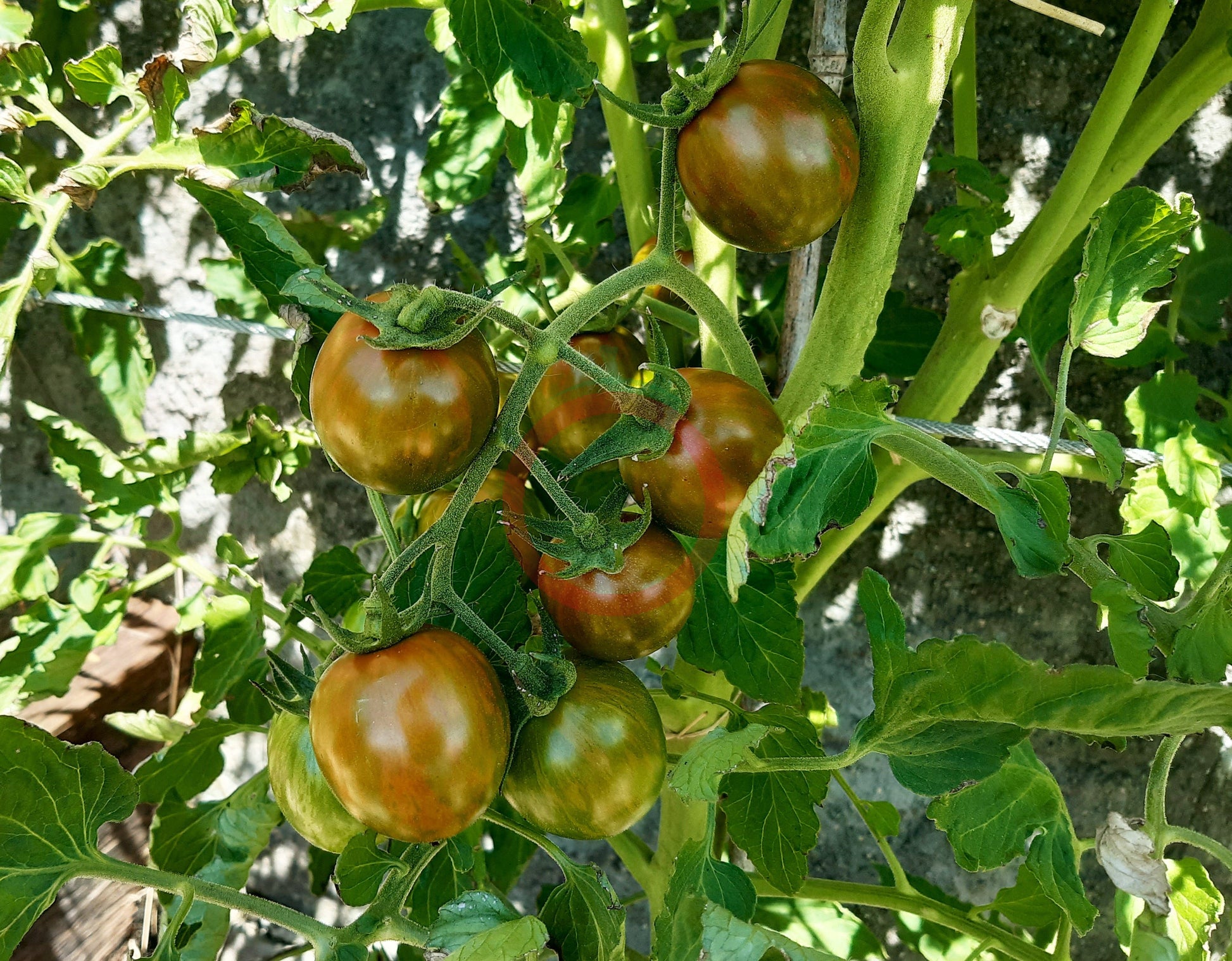 Green Bumble Bee DER TOMATENFLÜSTERER