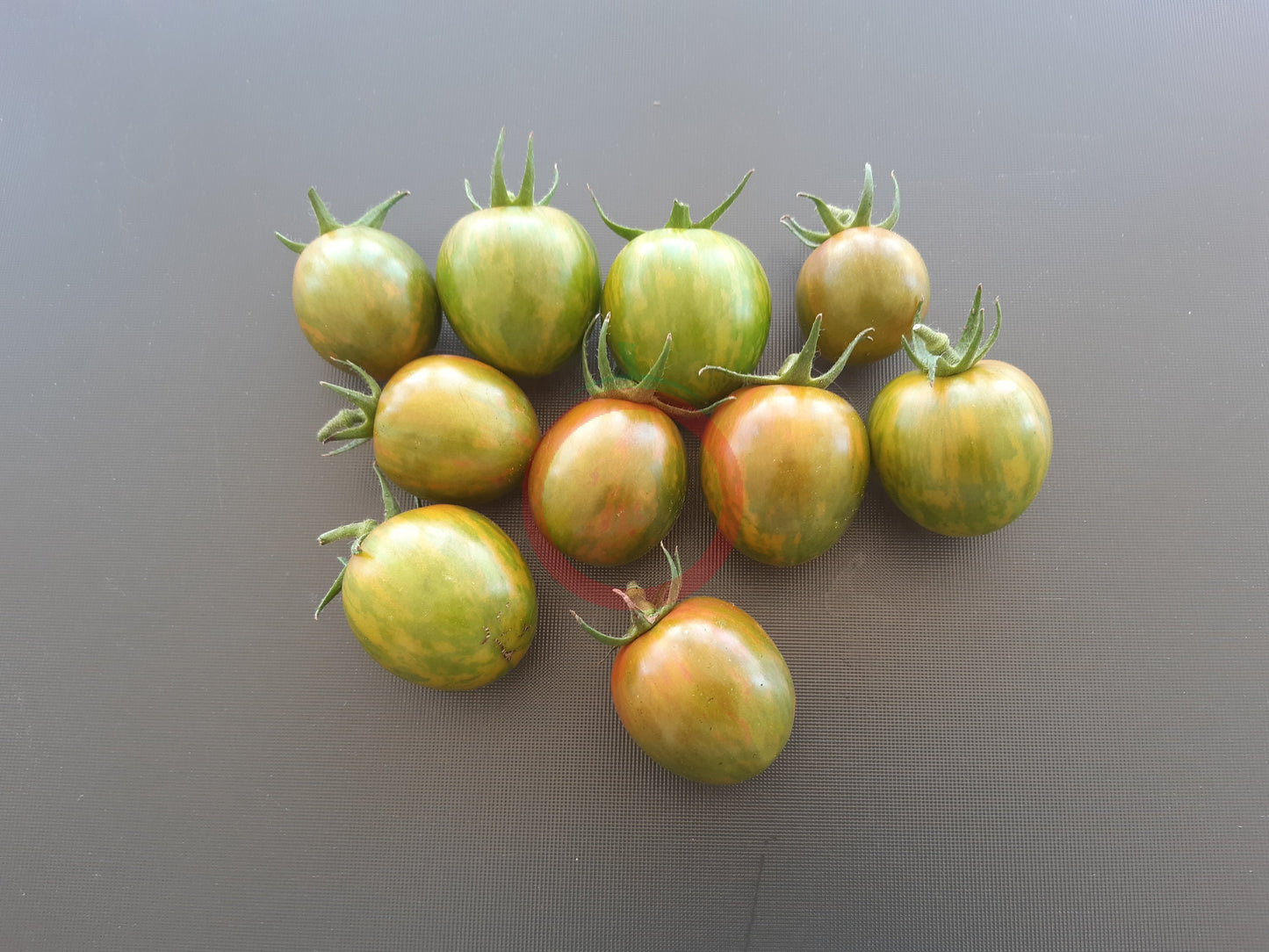 Green Bumble Bee DER TOMATENFLÜSTERER