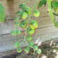 Green Doctors Frosted DER TOMATENFLÜSTERER