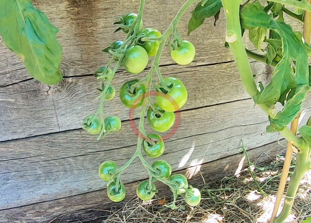 Green Doctors Frosted DER TOMATENFLÜSTERER
