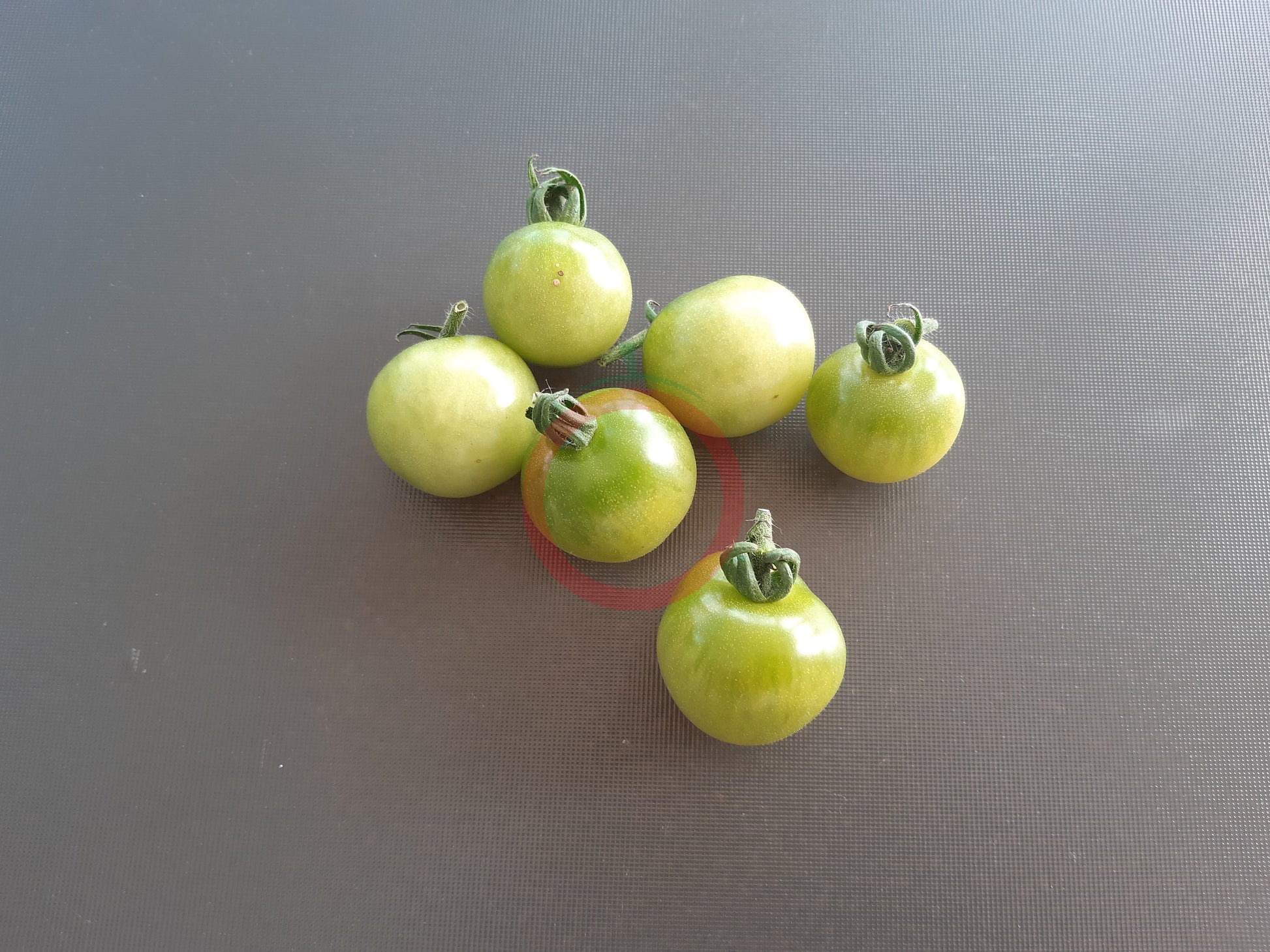 Green Doctors Frosted DER TOMATENFLÜSTERER