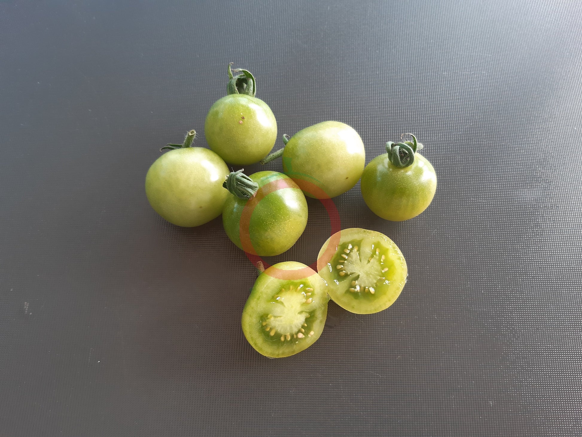 Green Doctors Frosted DER TOMATENFLÜSTERER
