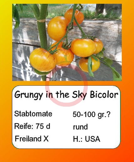 Grungy in the Sky Bicolor DER TOMATENFLÜSTERER