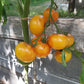Grungy in the Sky Bicolor DER TOMATENFLÜSTERER