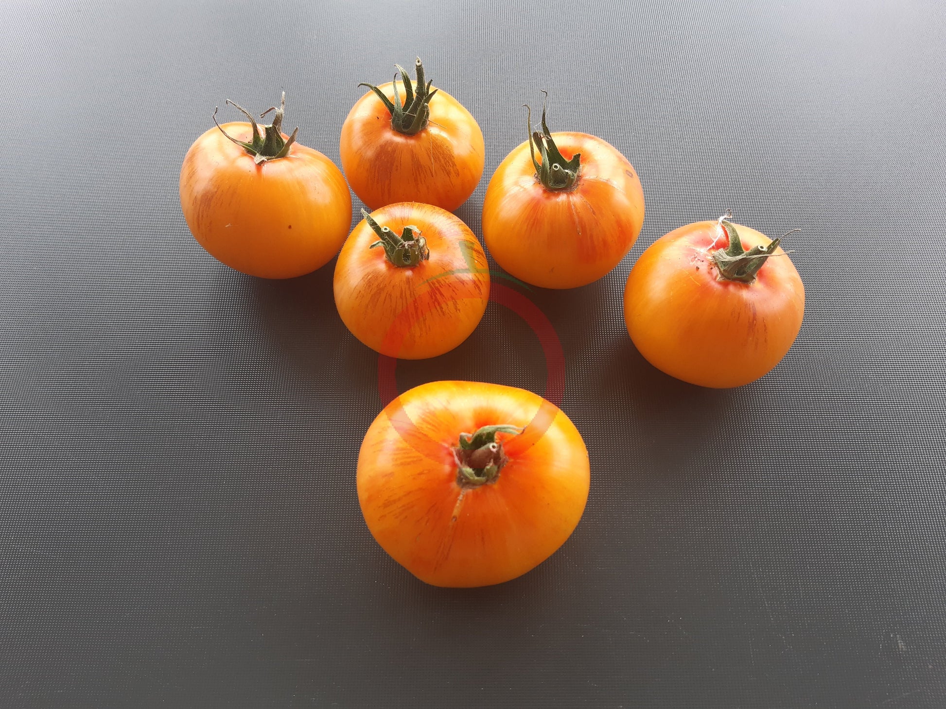 Grungy in the Sky Bicolor DER TOMATENFLÜSTERER