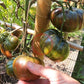 Gunmetal Grey DER TOMATENFLÜSTERER