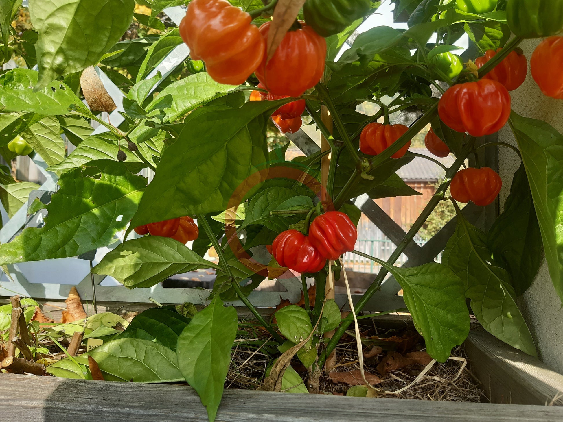 Habanero El Remo DER TOMATENFLÜSTERER