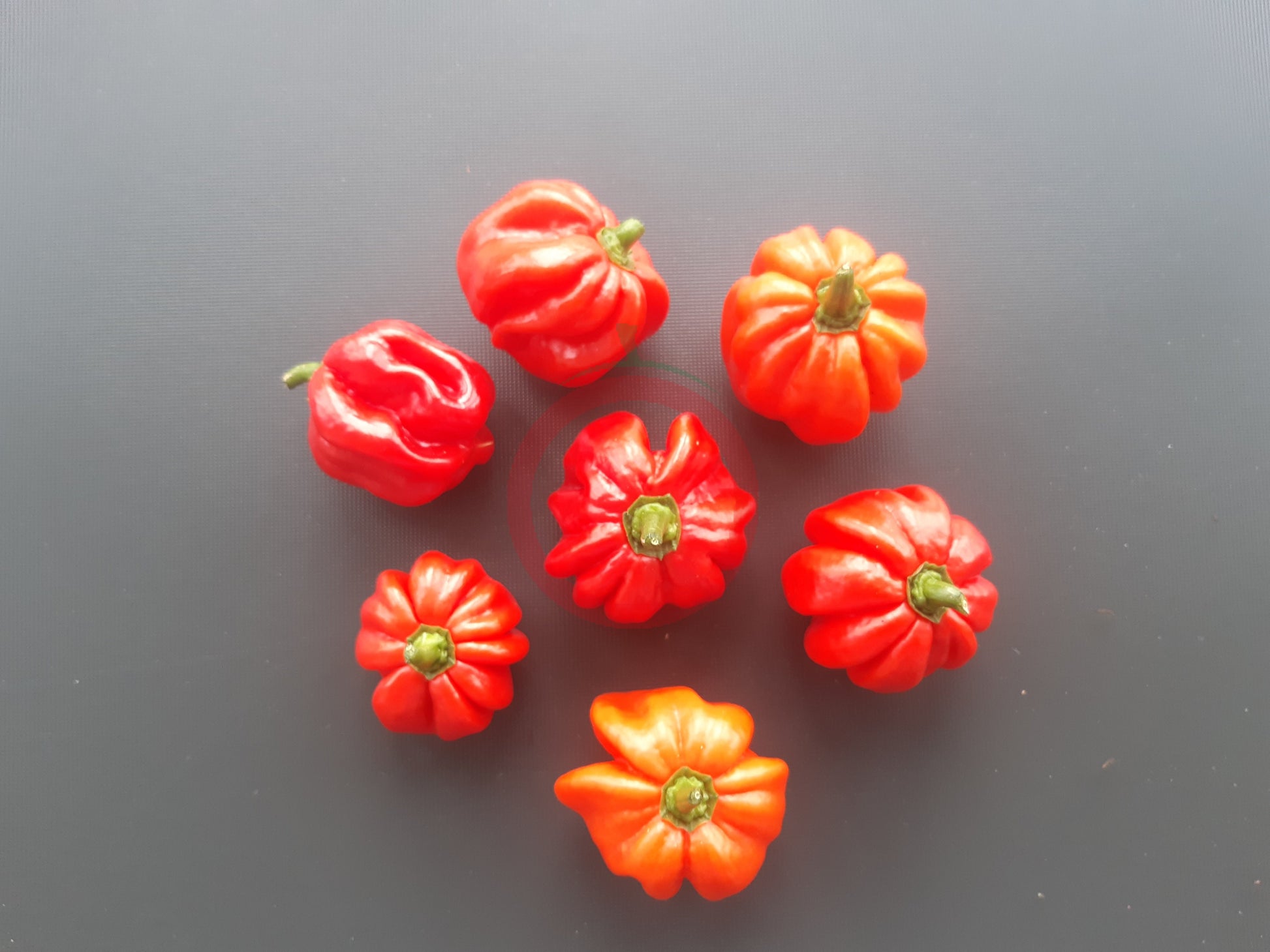 Habanero El Remo DER TOMATENFLÜSTERER