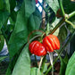 Habanero El Remo DER TOMATENFLÜSTERER