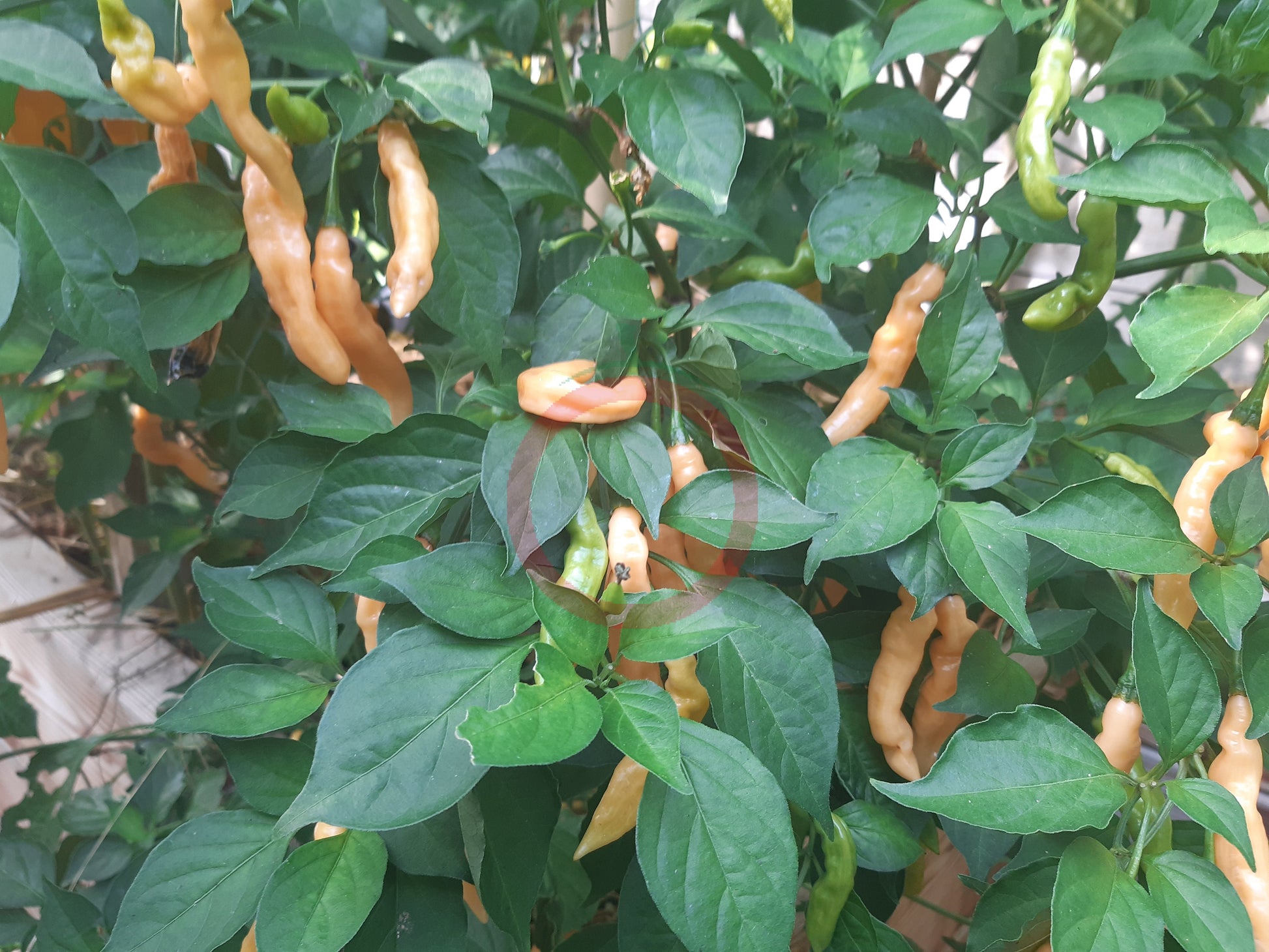 Habanero Lightning Peach DER TOMATENFLÜSTERER