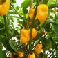 Habanero Marobie Yellow DER TOMATENFLÜSTERER