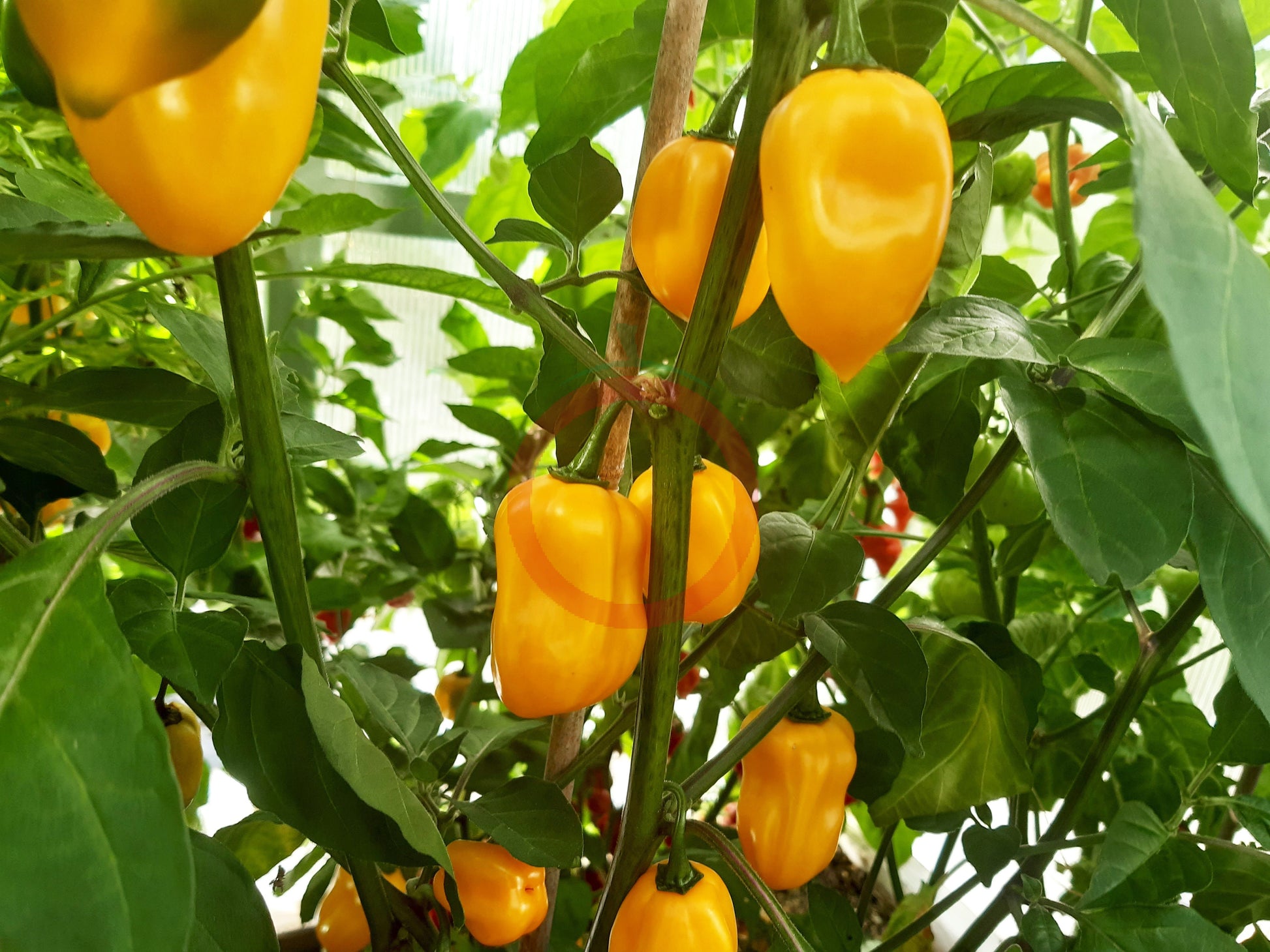 Habanero Marobie Yellow DER TOMATENFLÜSTERER