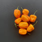 Habanero Marobie Yellow DER TOMATENFLÜSTERER