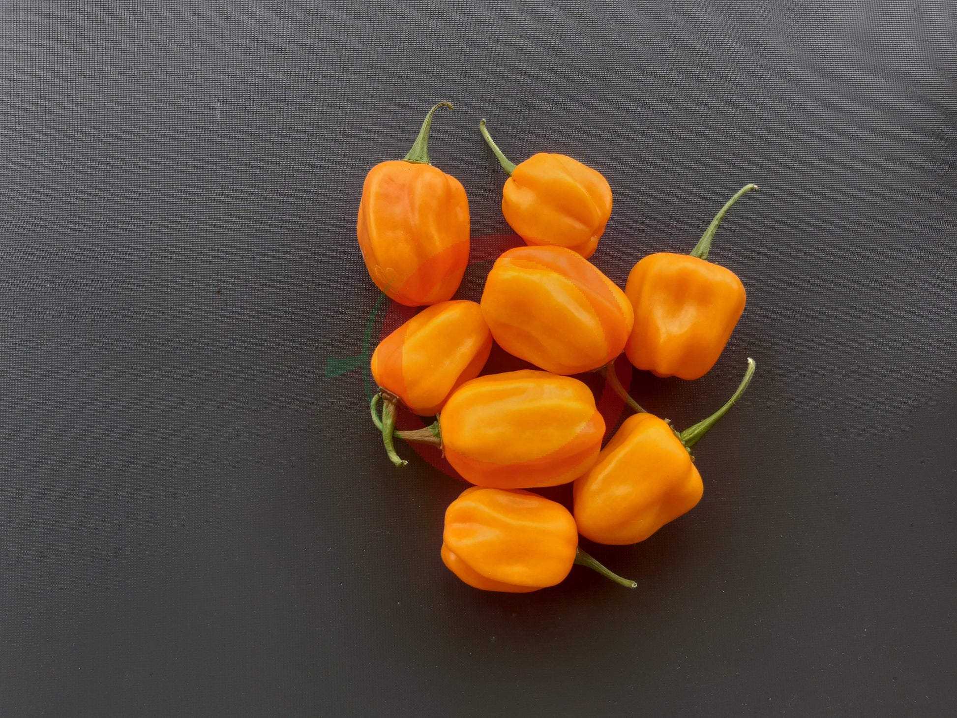 Habanero Marobie Yellow DER TOMATENFLÜSTERER