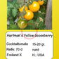 Hartman's Yellow Gooseberry DER TOMATENFLÜSTERER
