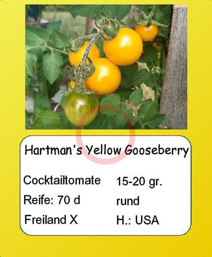 Hartman's Yellow Gooseberry DER TOMATENFLÜSTERER