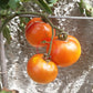 Have a Cigar DER TOMATENFLÜSTERER