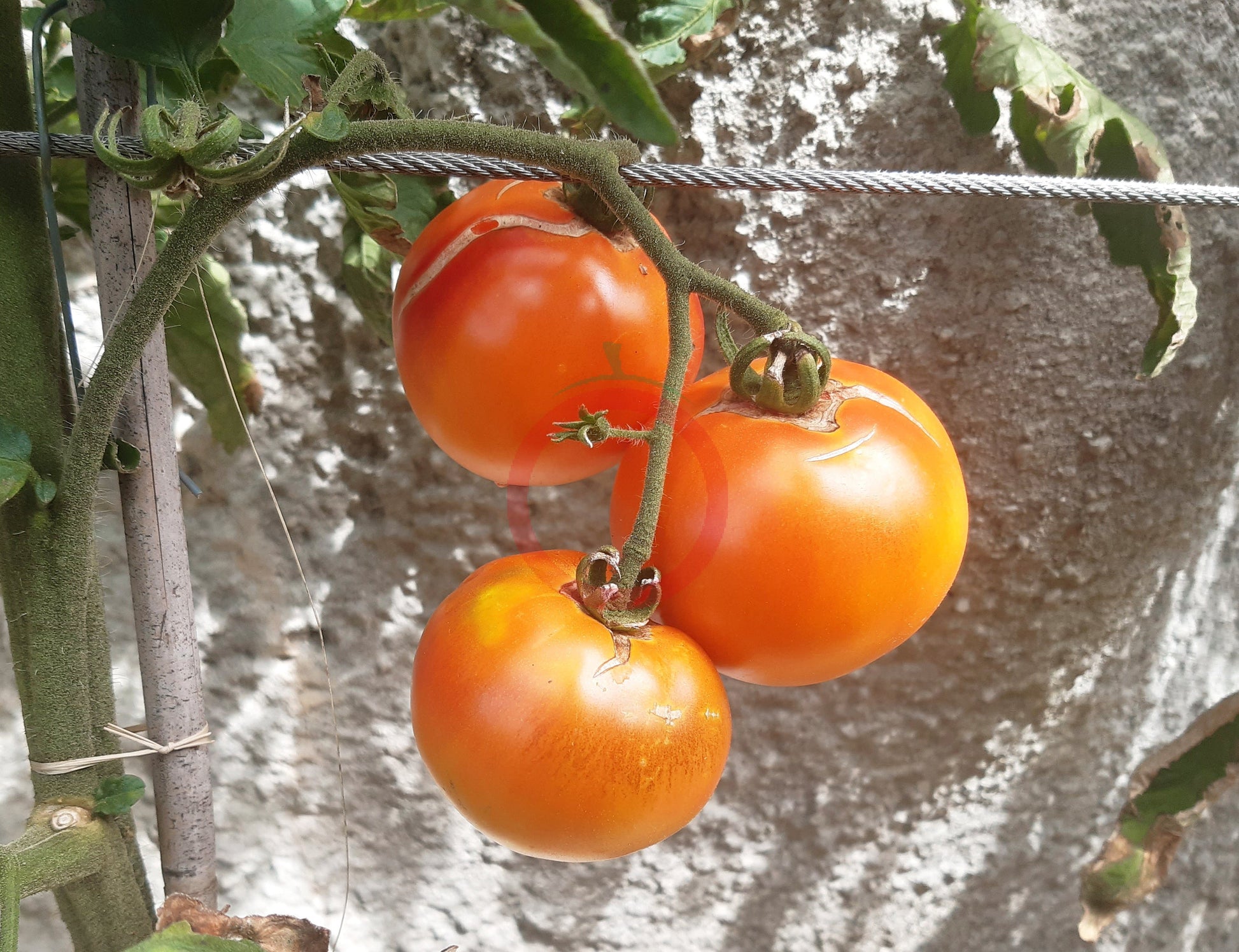 Have a Cigar DER TOMATENFLÜSTERER