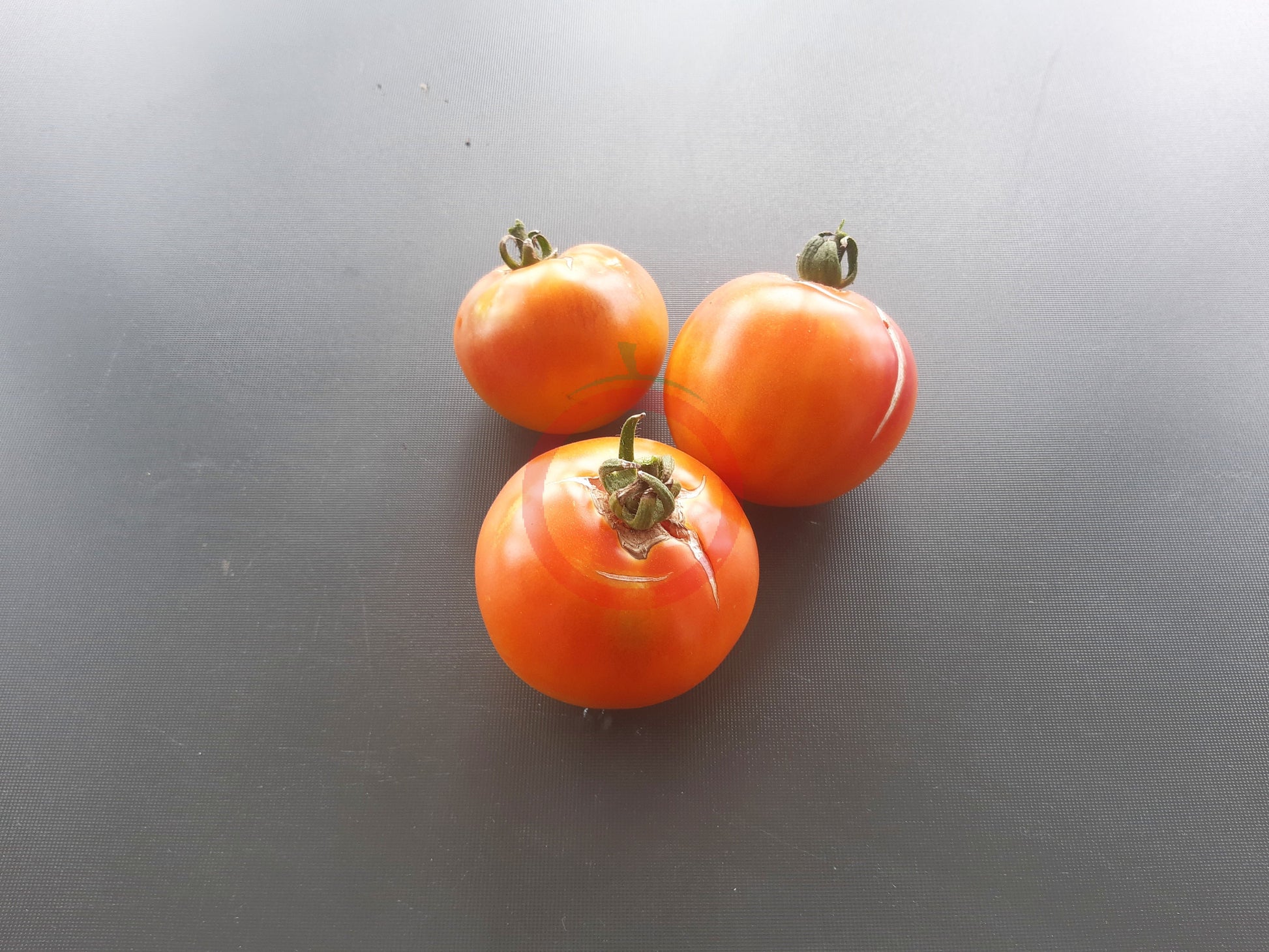 Have a Cigar DER TOMATENFLÜSTERER