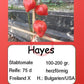 Hayes DER TOMATENFLÜSTERER