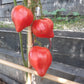 Hayes DER TOMATENFLÜSTERER