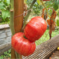 Hippie Zebra DER TOMATENFLÜSTERER