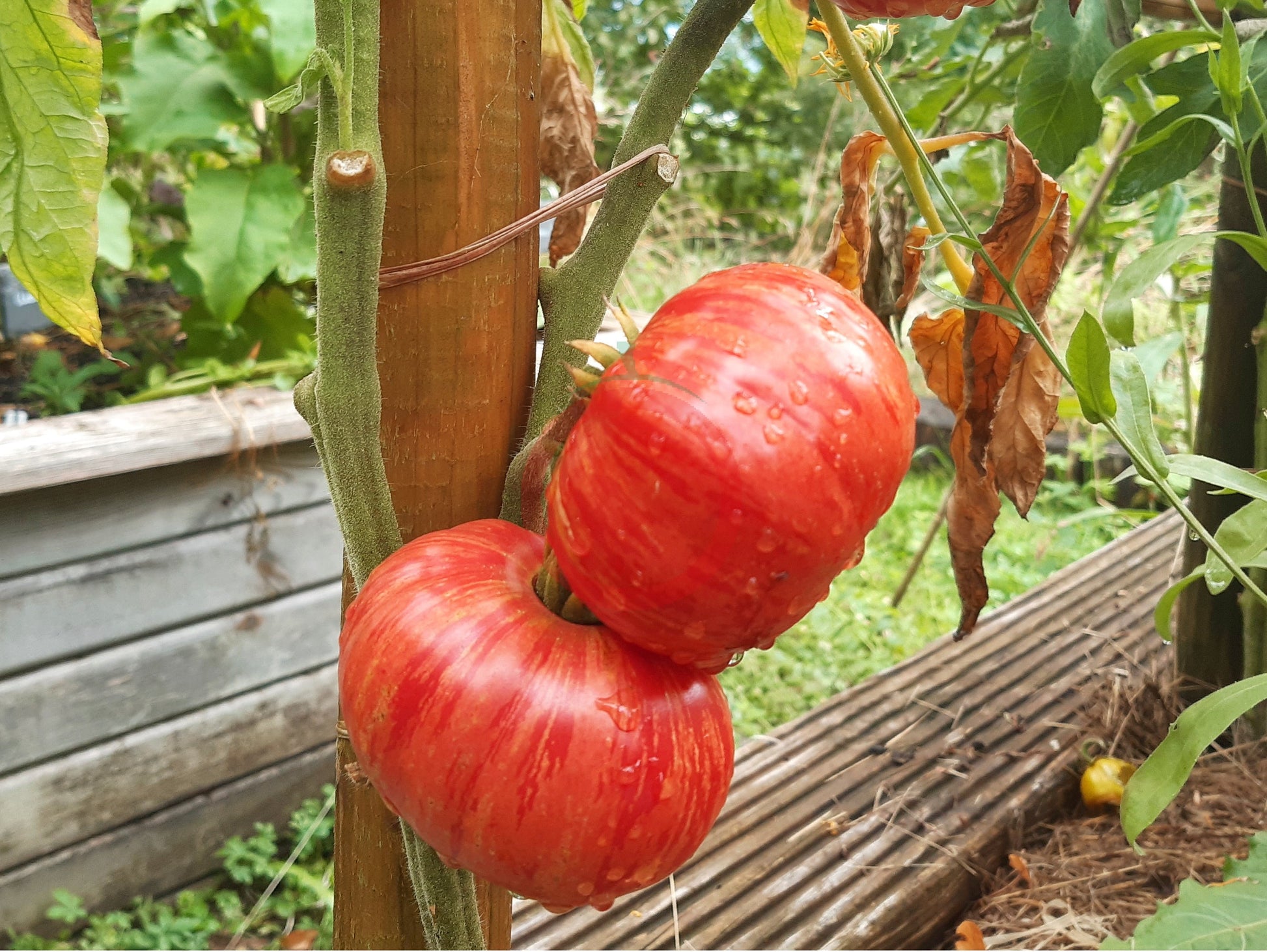 Hippie Zebra DER TOMATENFLÜSTERER
