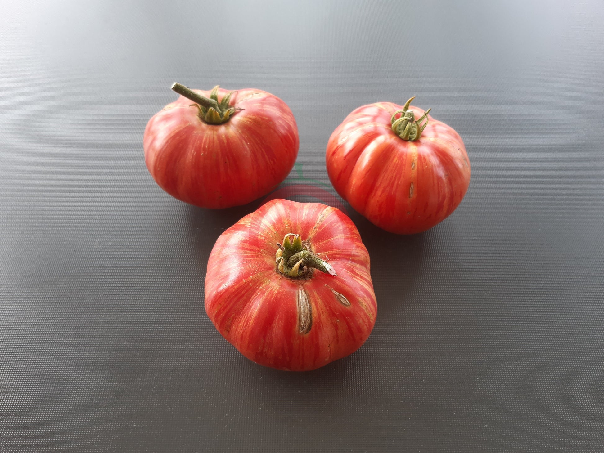 Hippie Zebra DER TOMATENFLÜSTERER