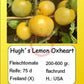 Hugh´s Lemon Oxheart DER TOMATENFLÜSTERER