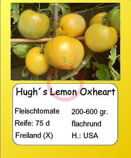 Hugh´s Lemon Oxheart DER TOMATENFLÜSTERER