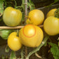 Hugh´s Lemon Oxheart DER TOMATENFLÜSTERER